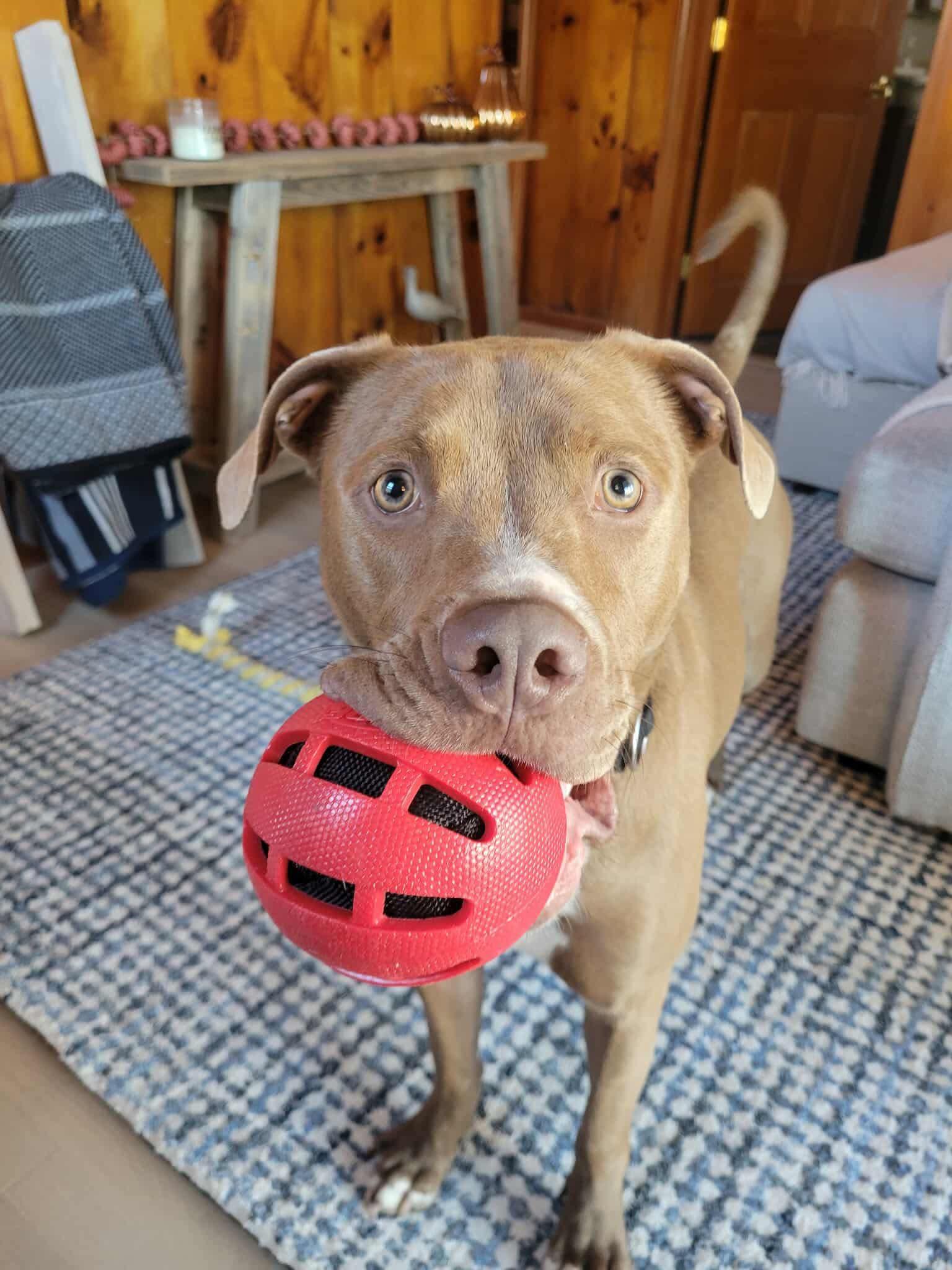 Bella, a Adoptable mixed breed image 1/5