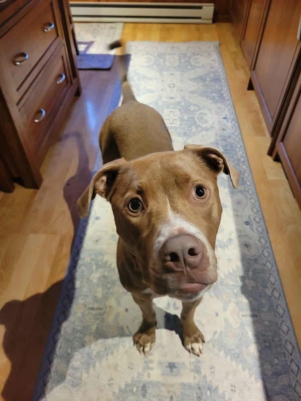 Bella, a Adoptable mixed breed image 4/5