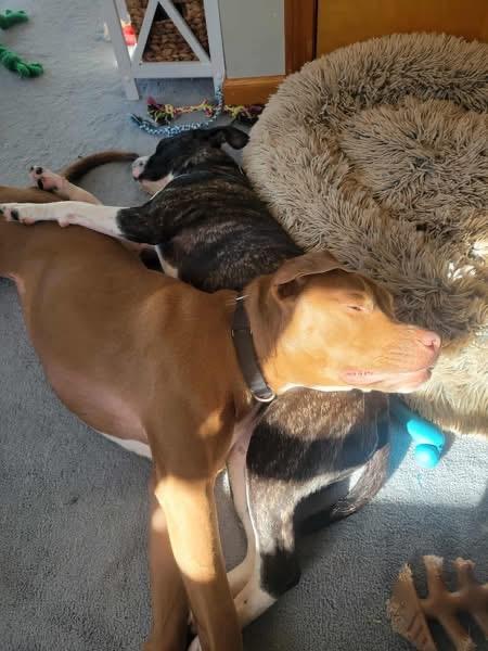 Bella, a Adoptable mixed breed image 5/5