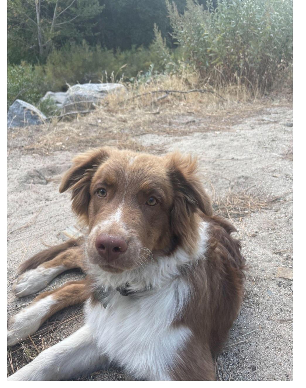 Enlarge Courtesy Listing Deets, a ADOPTABLE Australian Shepherd in Bend, OR image 1/2