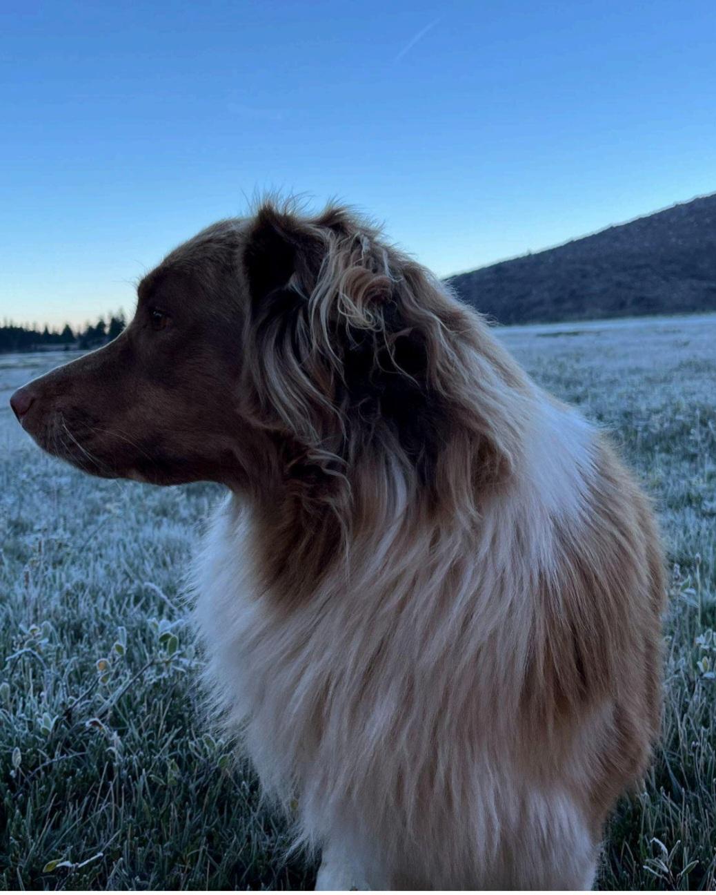 Enlarge Courtesy Listing Deets, a ADOPTABLE Australian Shepherd in Bend, OR image 2/2