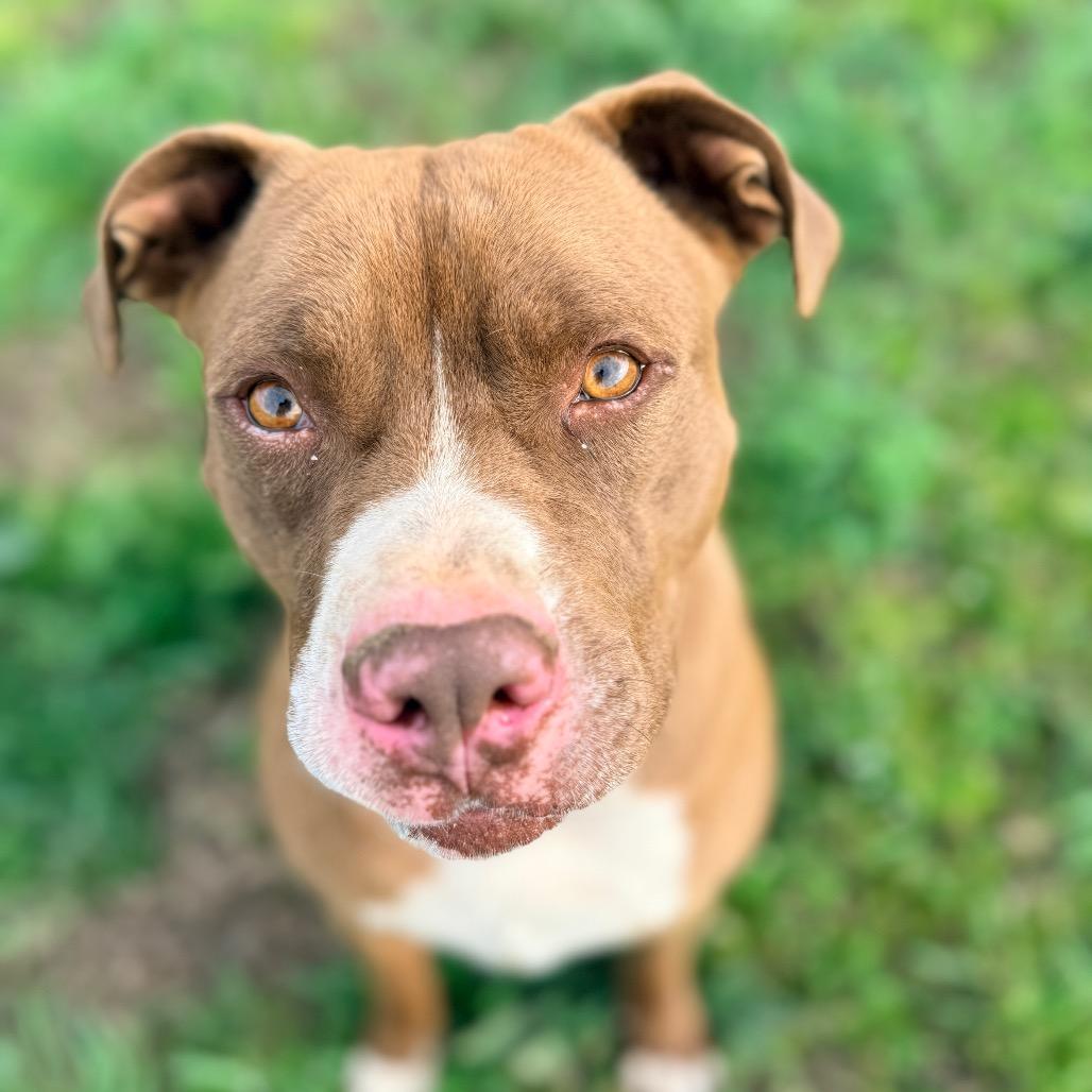 Mason, Adoptable, Adult Male Boxer & Mixed Breed.