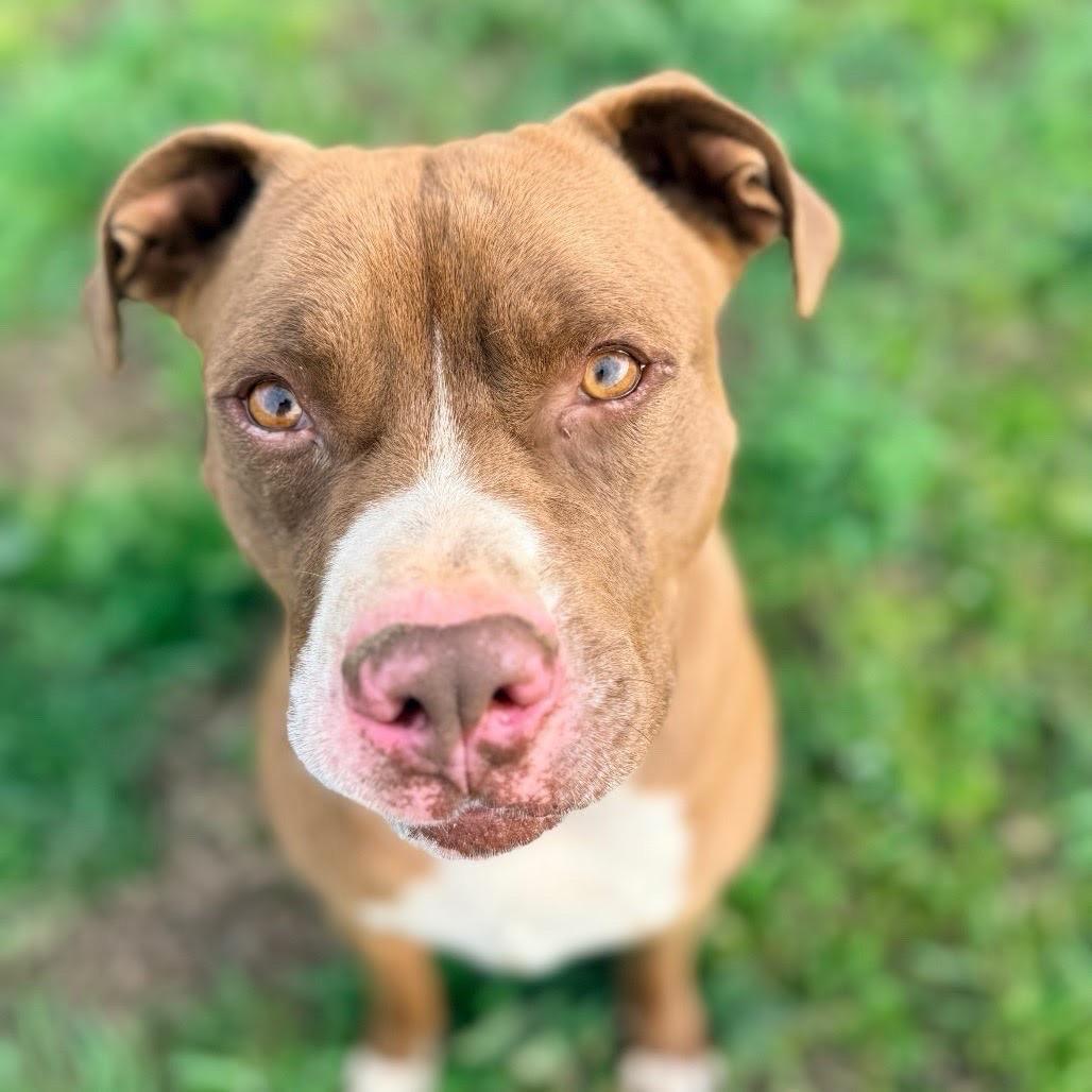 Enlarge Mason, a Adoptable mixed breed in Hackett, AR image 3/6