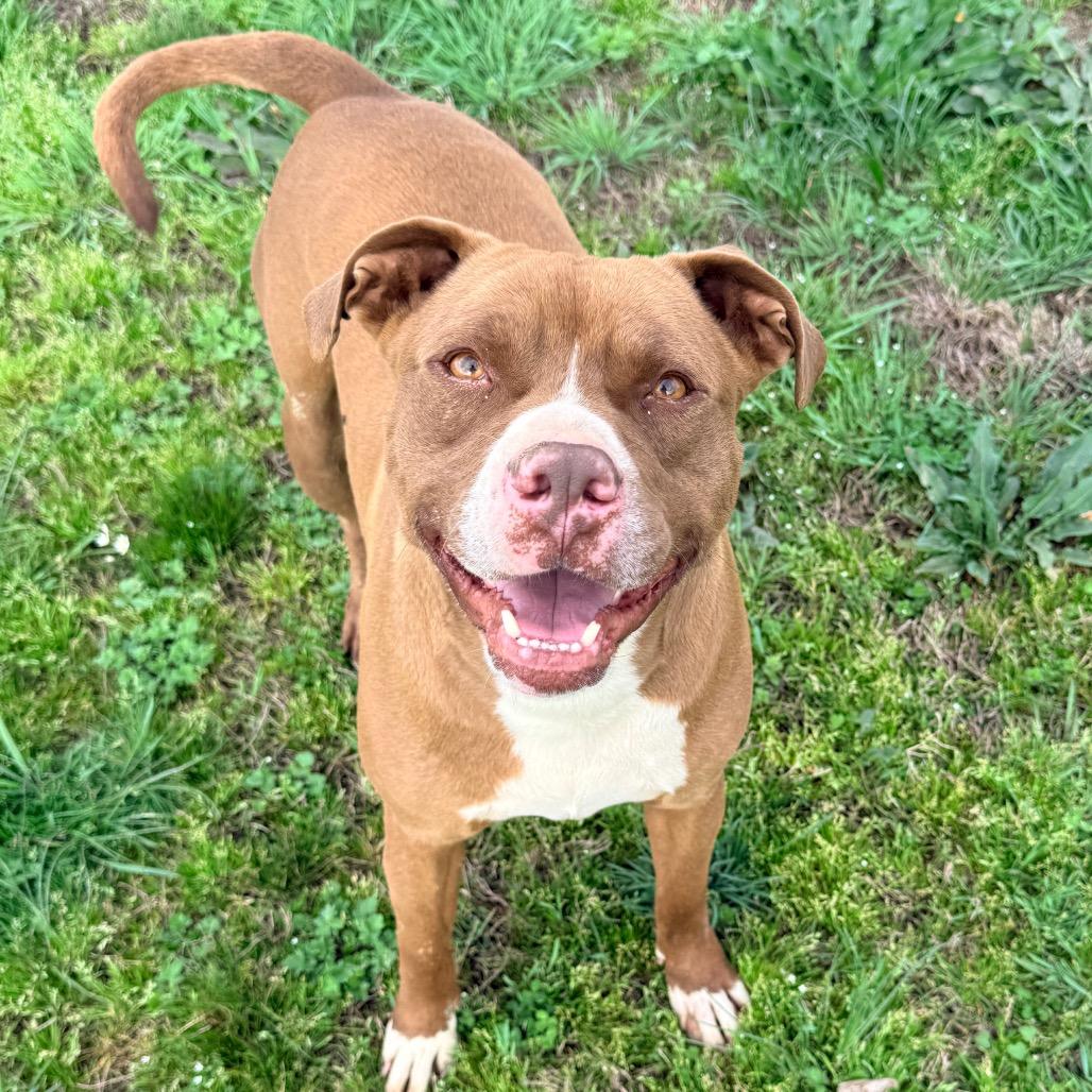 Enlarge Mason, a Adoptable mixed breed in Hackett, AR image 6/6