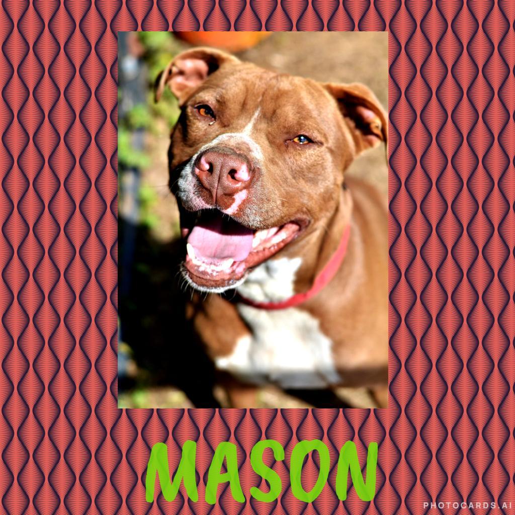 Enlarge Mason, a Adoptable mixed breed in Hackett, AR image 3/3