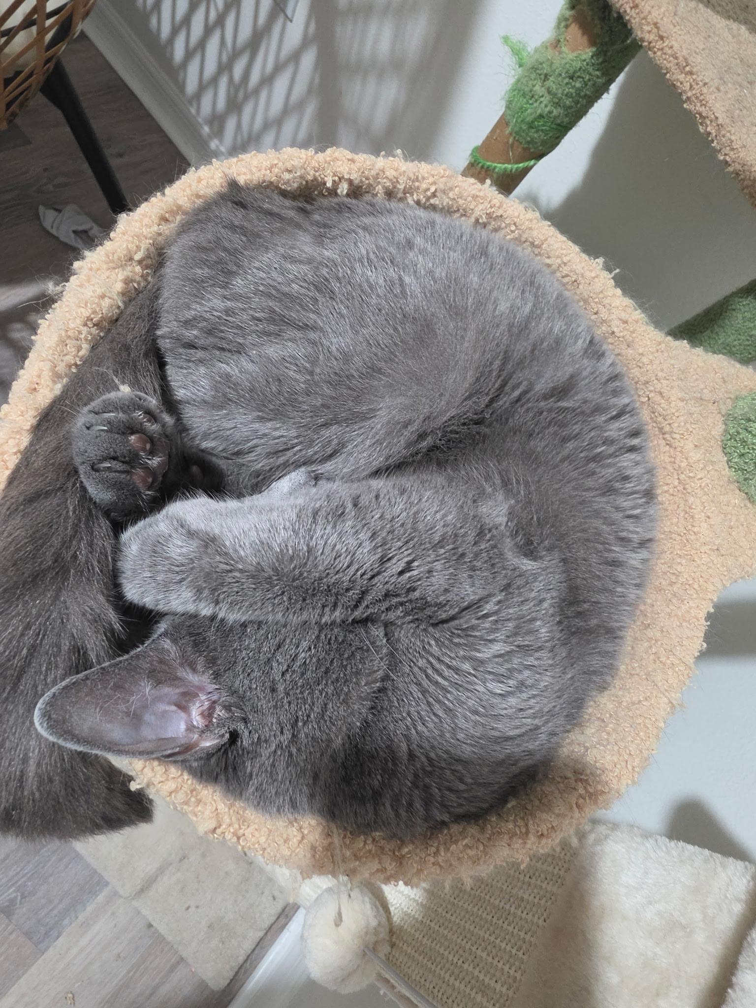 Enlarge MIRA, a Adoptable Russian Blue in Perth Amboy , NJ image 1/2