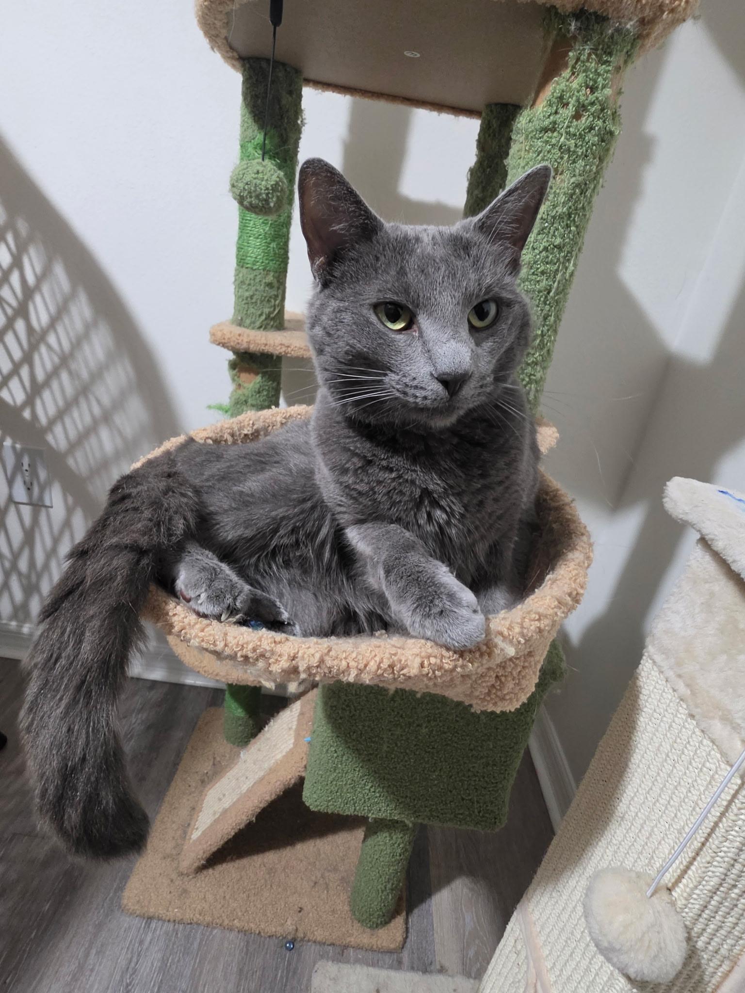 Enlarge MIRA, a Adoptable Russian Blue in Perth Amboy , NJ image 2/2