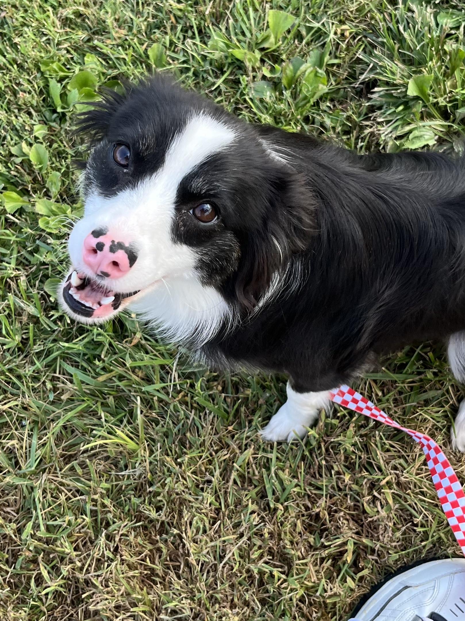 Enlarge Marley, a Adopted mixed breed in Farmington, MO image 3/4