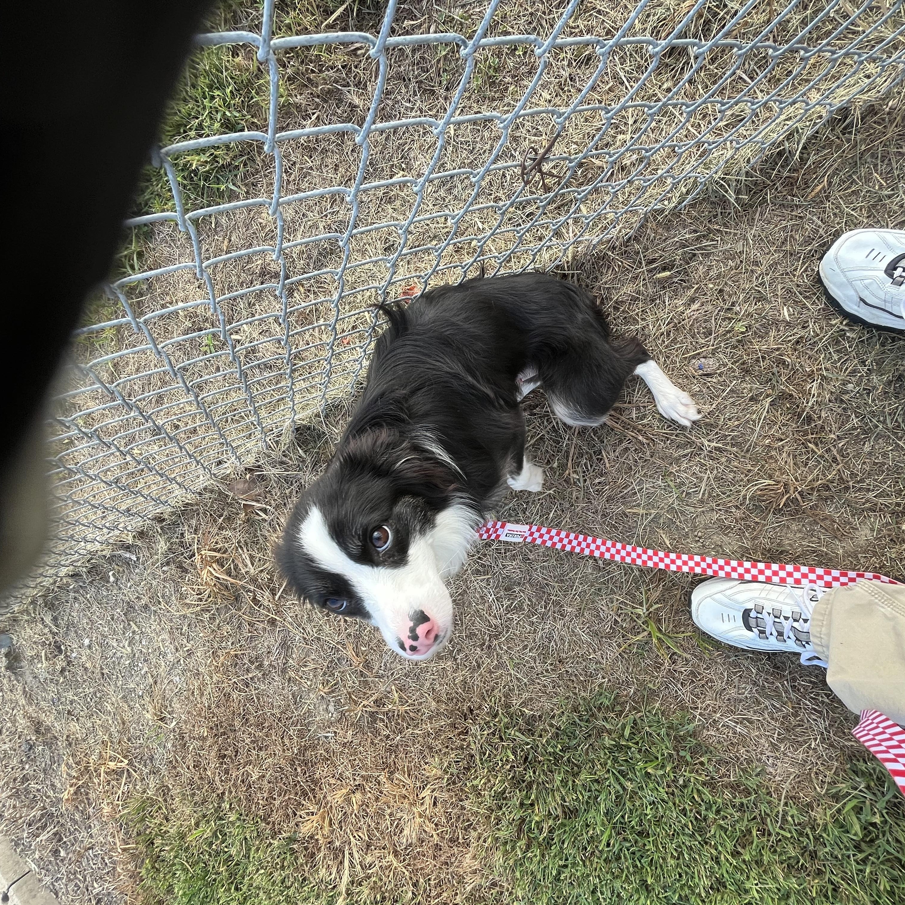 Enlarge Marley, a Adopted mixed breed in Farmington, MO image 2/4