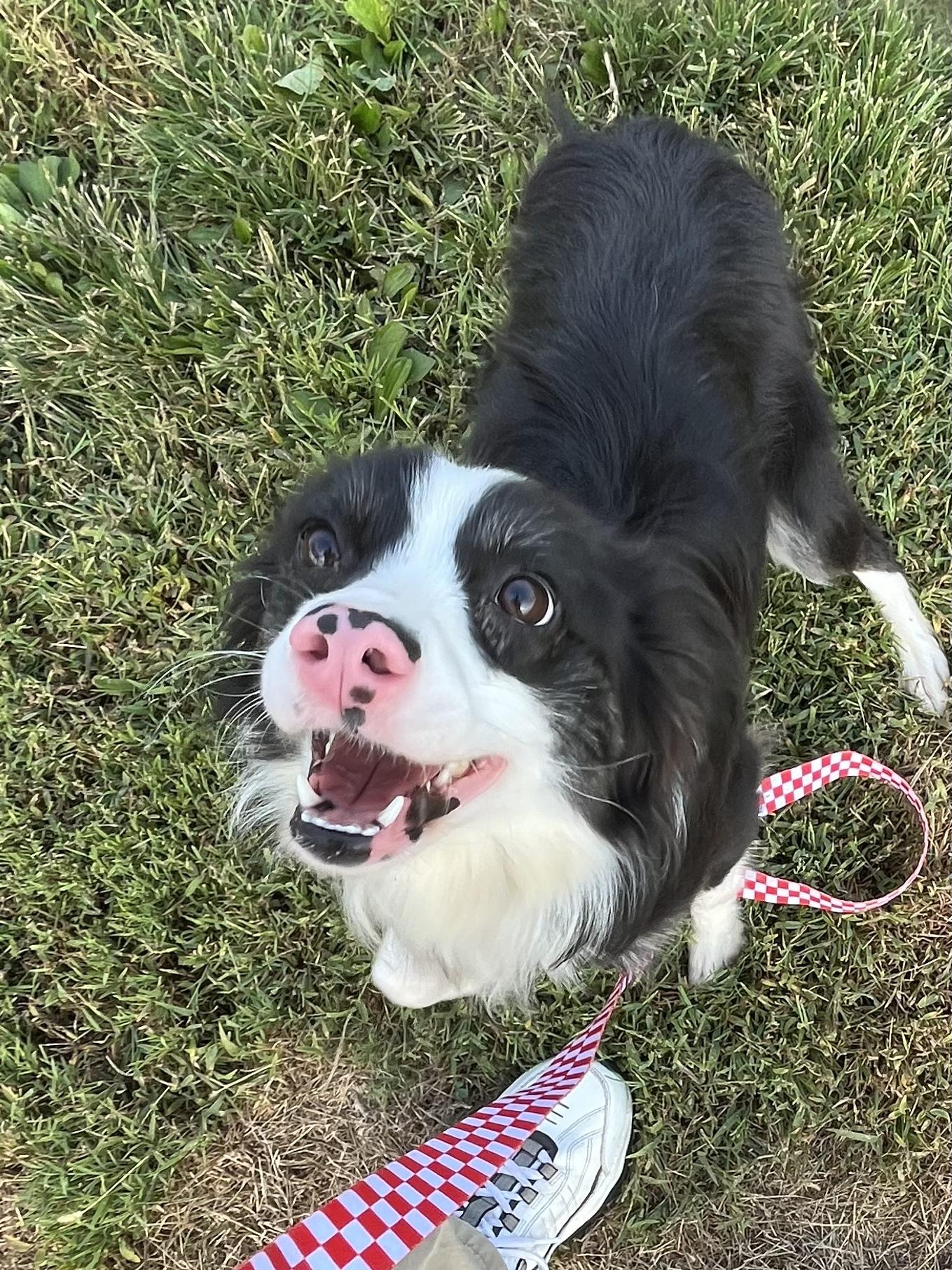 Marley, Adopted, Adult Female Border Collie.