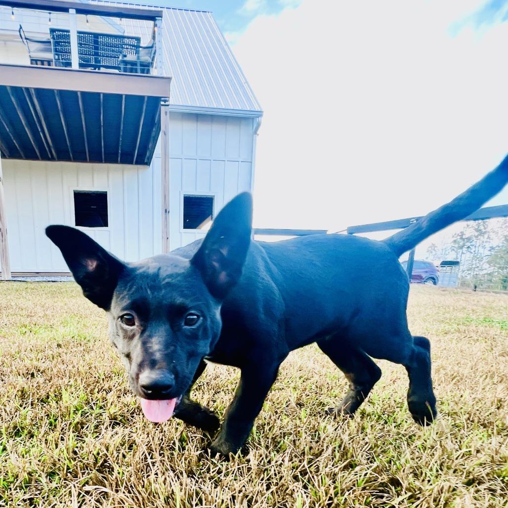 Trix, a Adoptable mixed breed in Lucedale, MS image 1/5