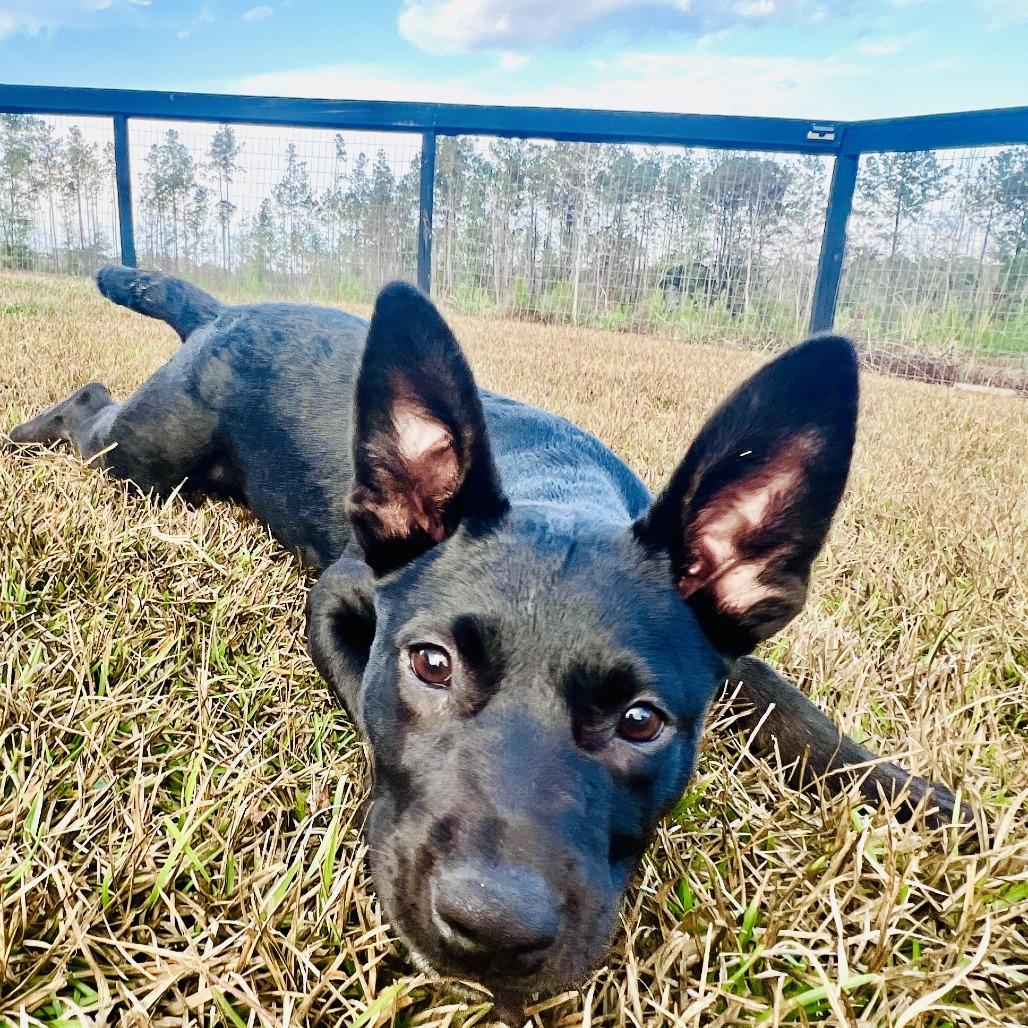 Trix, a Adoptable mixed breed in Lucedale, MS image 3/5