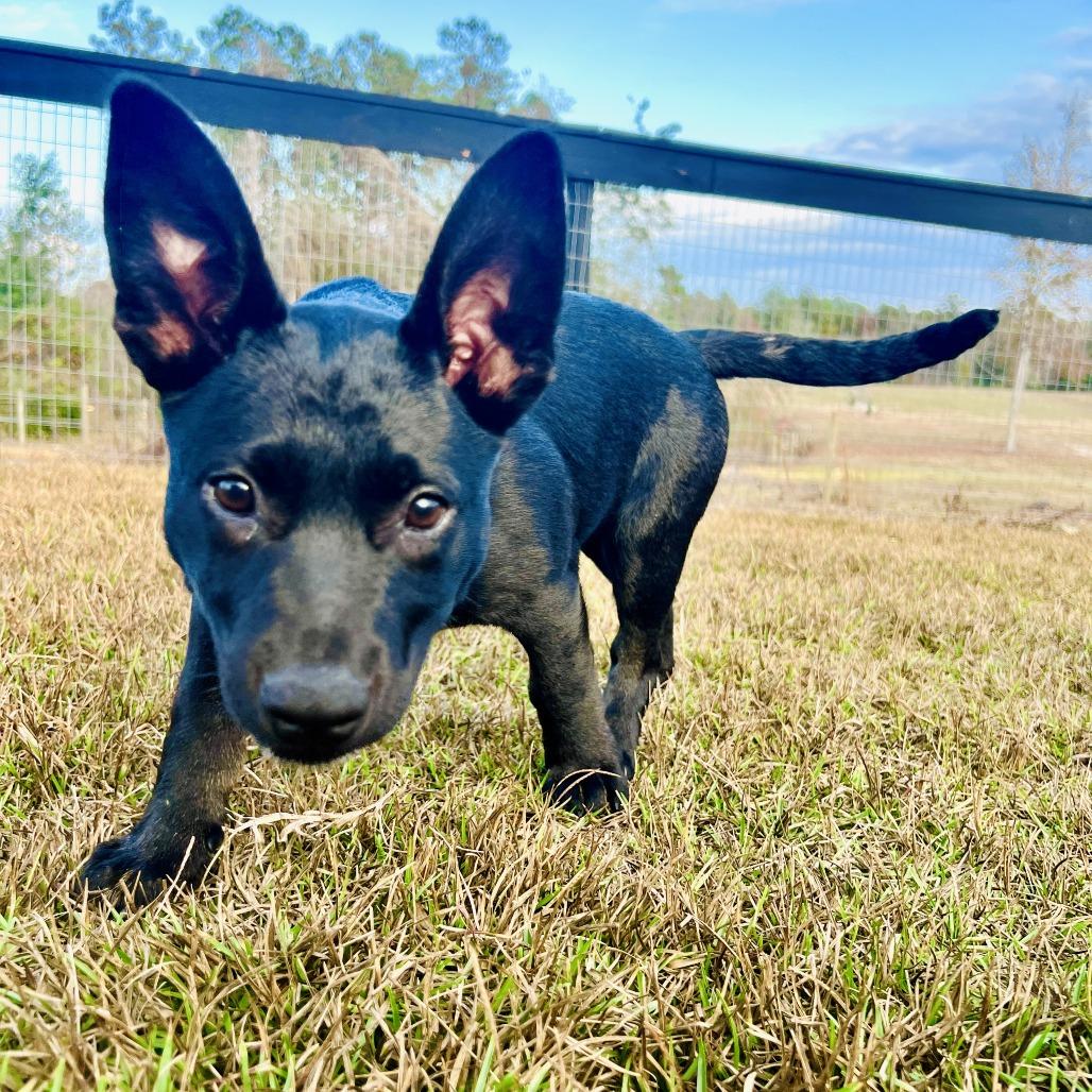 Trix, Adoptable, Puppy Female German Shepherd Dog & Terrier.