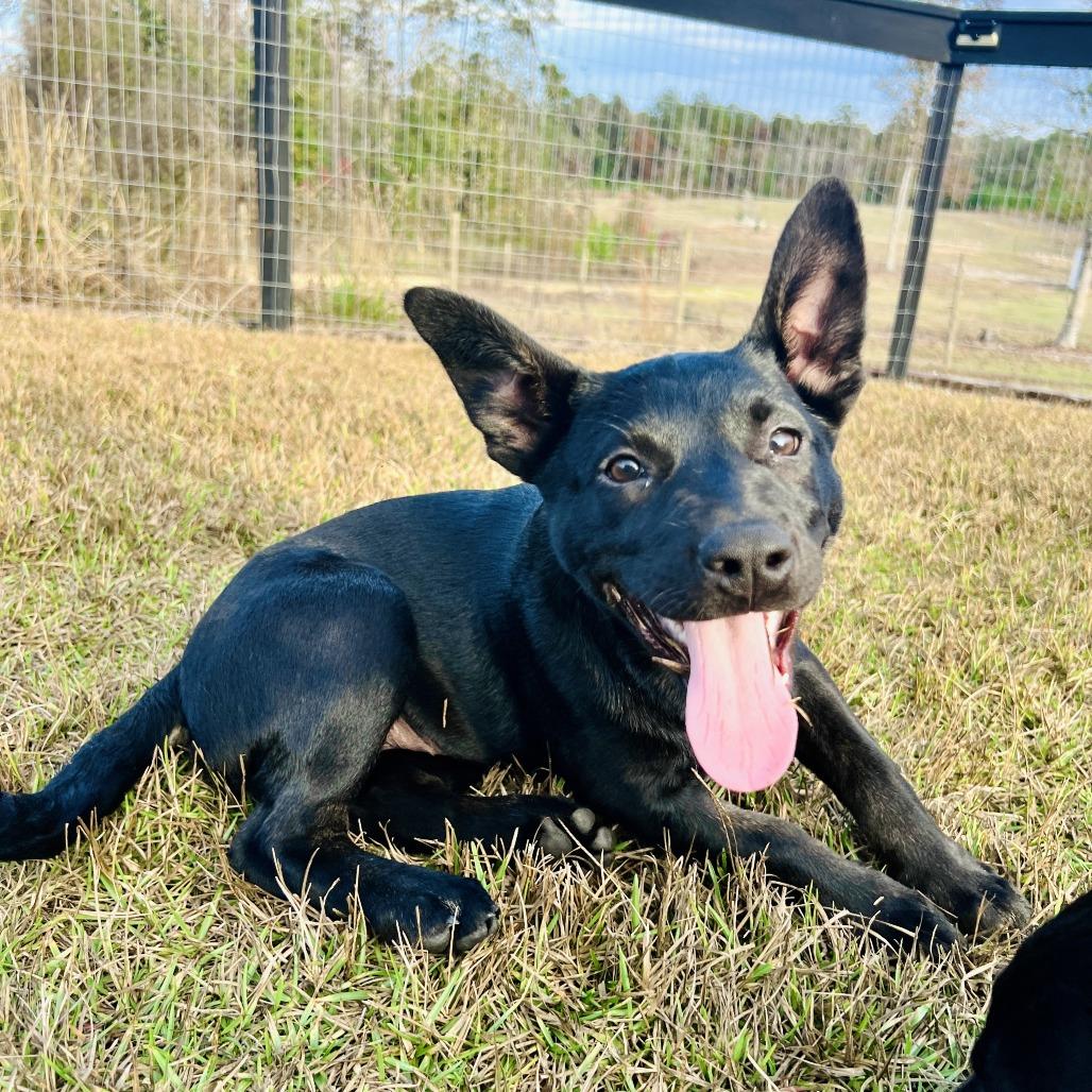 Trix, a Adoptable mixed breed in Lucedale, MS image 5/5