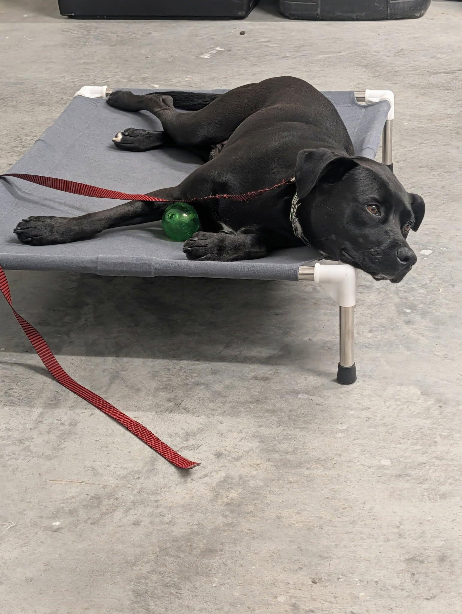 Enlarge Charlie, a Adopted Black Labrador Retriever in Sanford, NC image 4/6