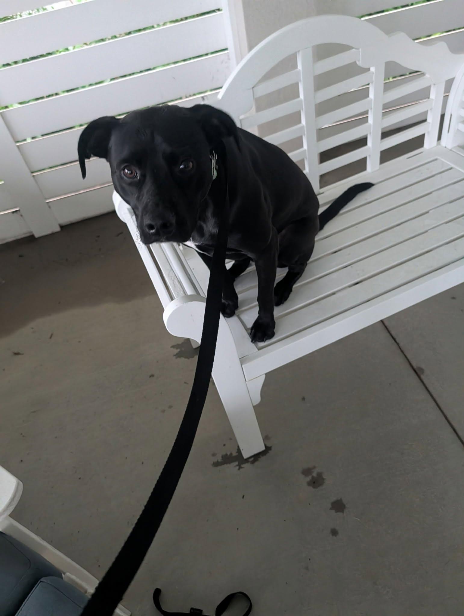 Enlarge Charlie, a Adopted Black Labrador Retriever in Sanford, NC image 2/6