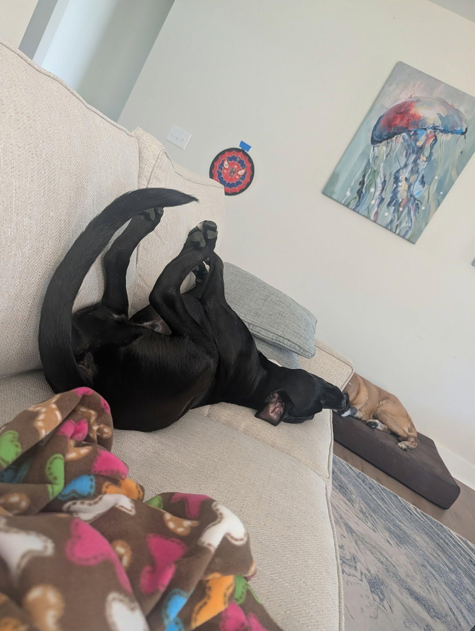 Enlarge Charlie, a Adopted Black Labrador Retriever in Sanford, NC image 5/6