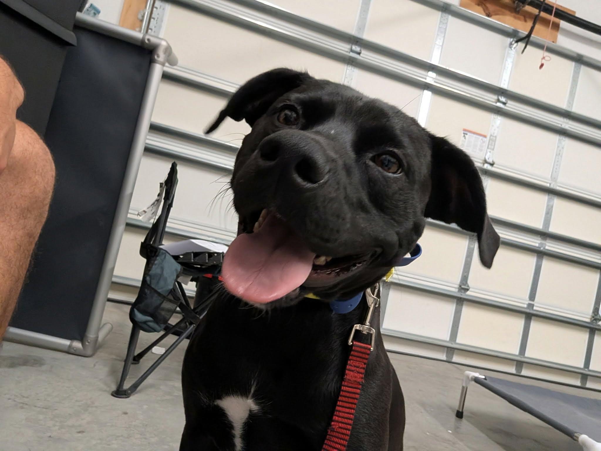 Charlie, Adopted, Young Male Black Labrador Retriever.