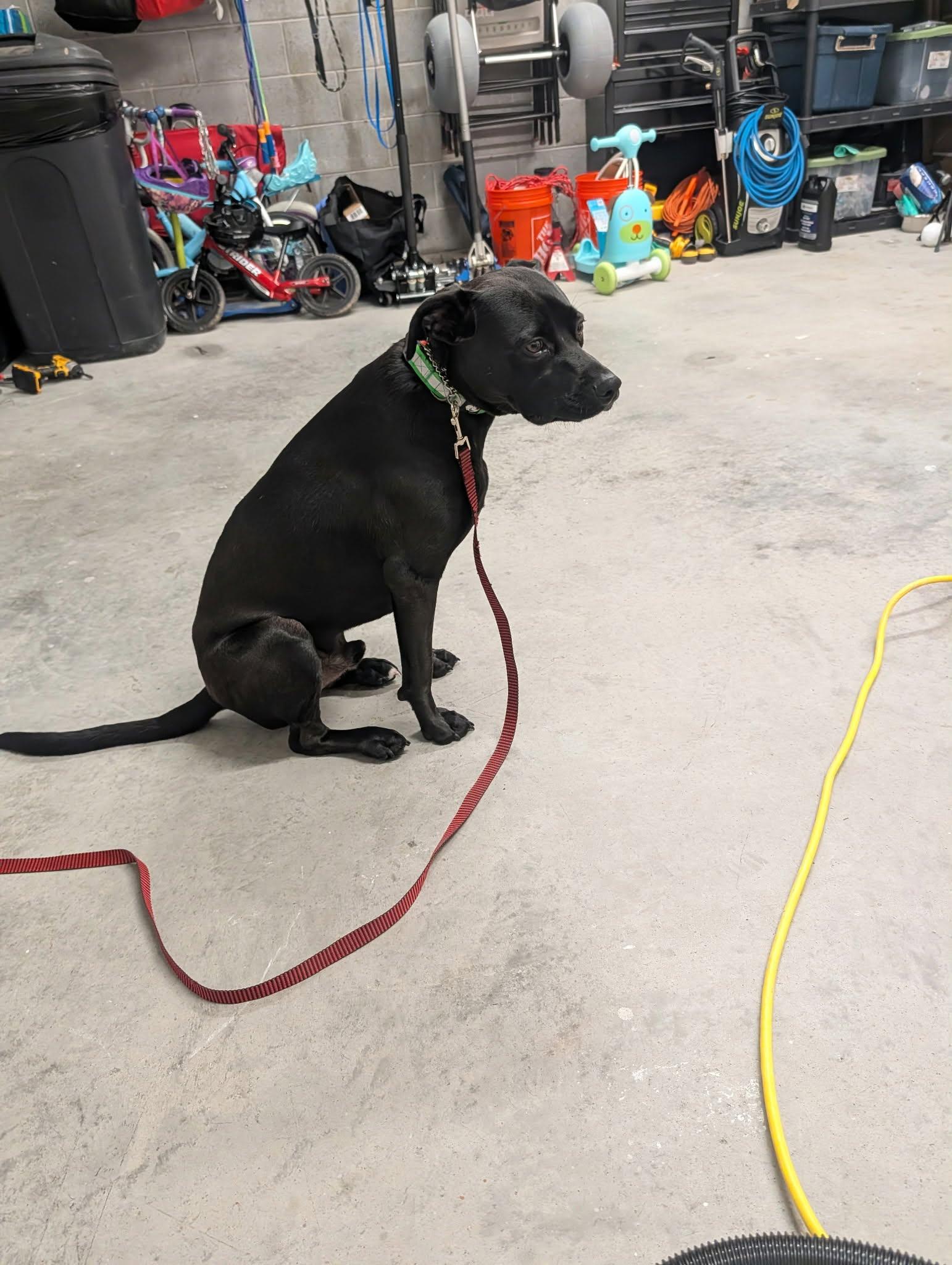 Enlarge Charlie, a Adopted Black Labrador Retriever in Sanford, NC image 6/6