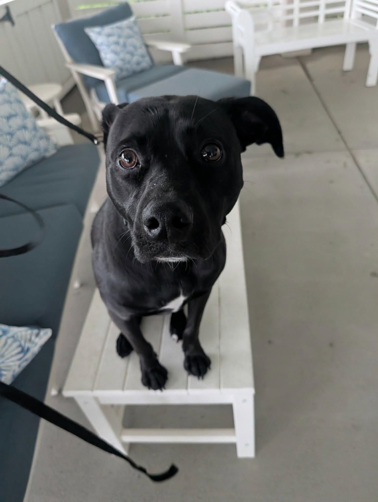 Enlarge Charlie, a Adopted Black Labrador Retriever in Sanford, NC image 3/6