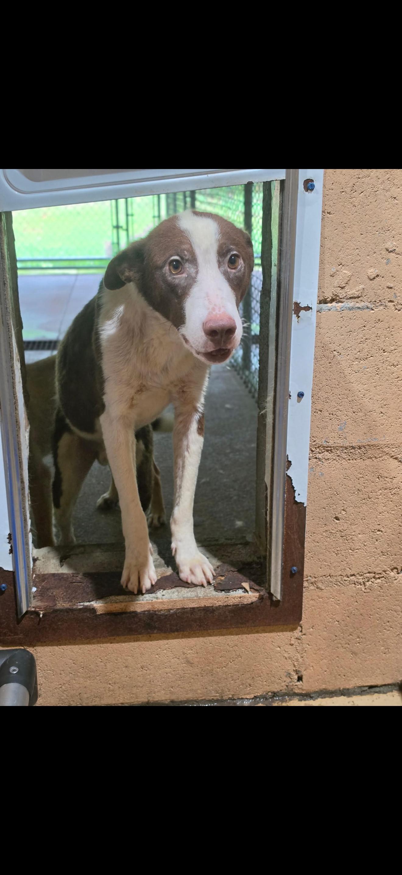 Enlarge MAVRICK, a ADOPTABLE mixed breed in Newborn, GA image 2/3