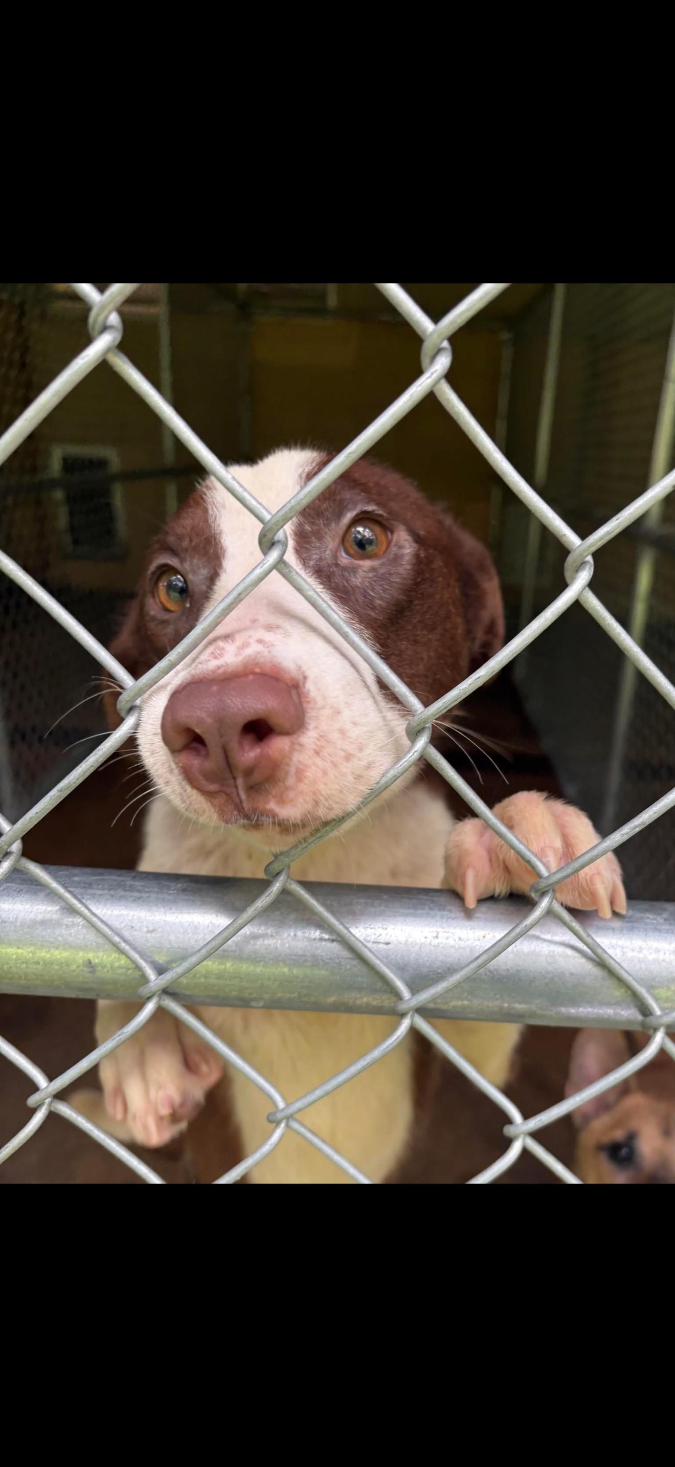 Enlarge MAVRICK, a ADOPTABLE mixed breed in Newborn, GA image 3/3