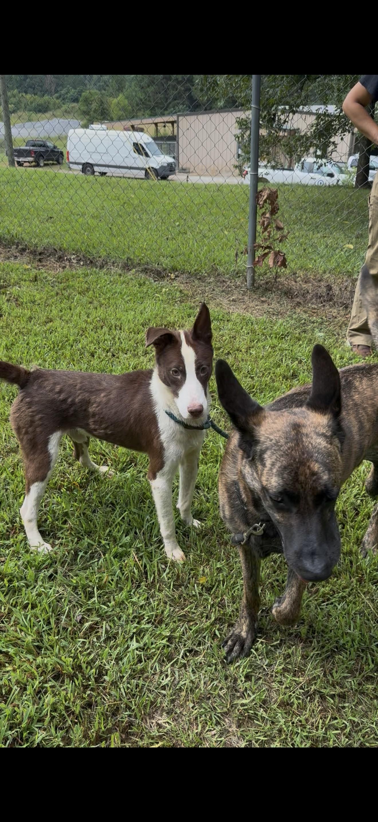 MAVRICK, ADOPTABLE, Young Male Hound & Husky.