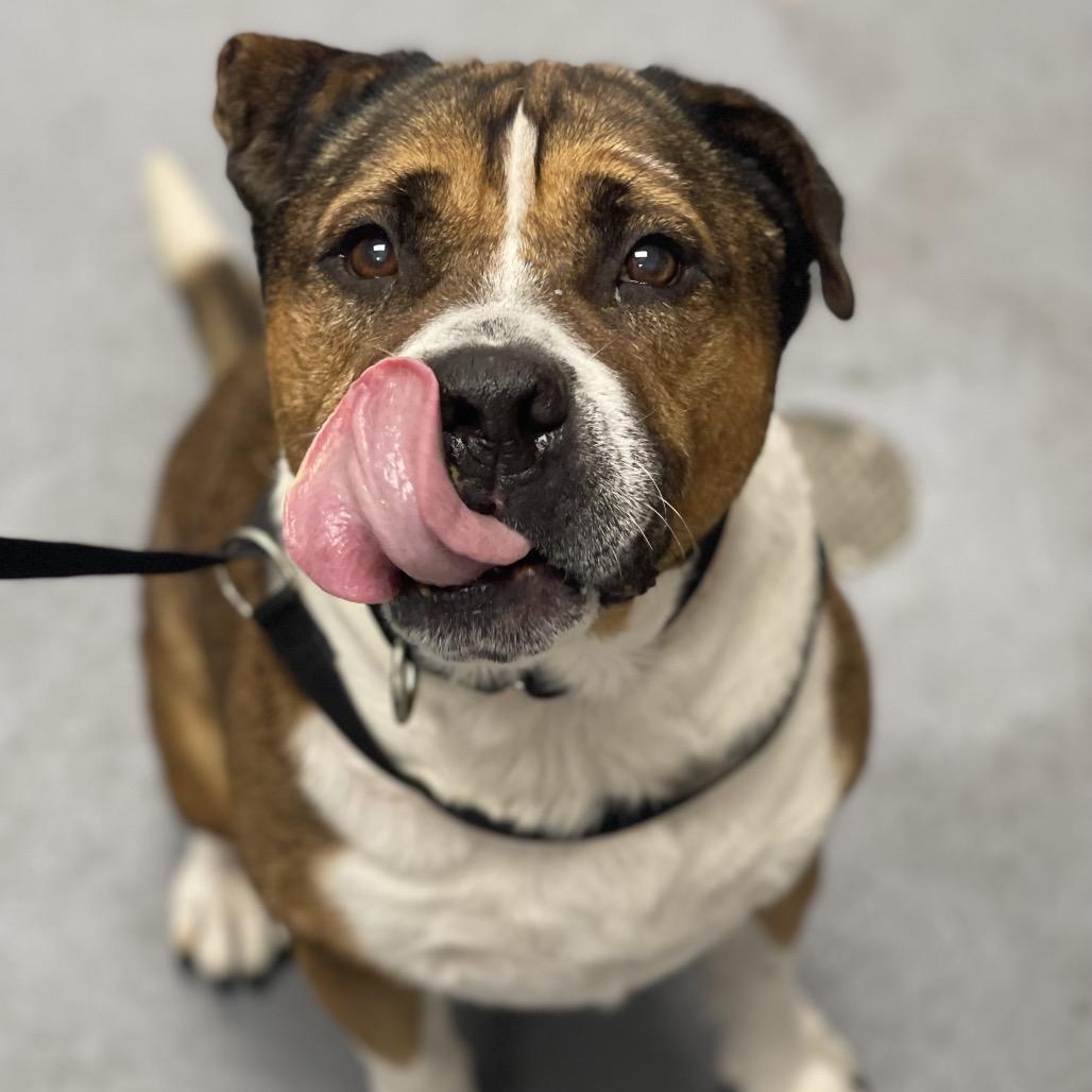 Fabio, Adoptable, Senior Male Mixed Breed.