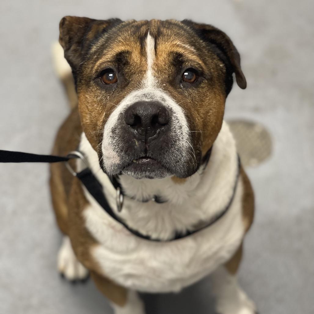 Enlarge Fabio, a Adoptable Mixed Breed in Sarasota, FL image 2/6