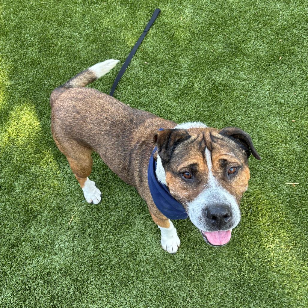 Enlarge Fabio, a Adoptable Mixed Breed in Sarasota, FL image 4/6