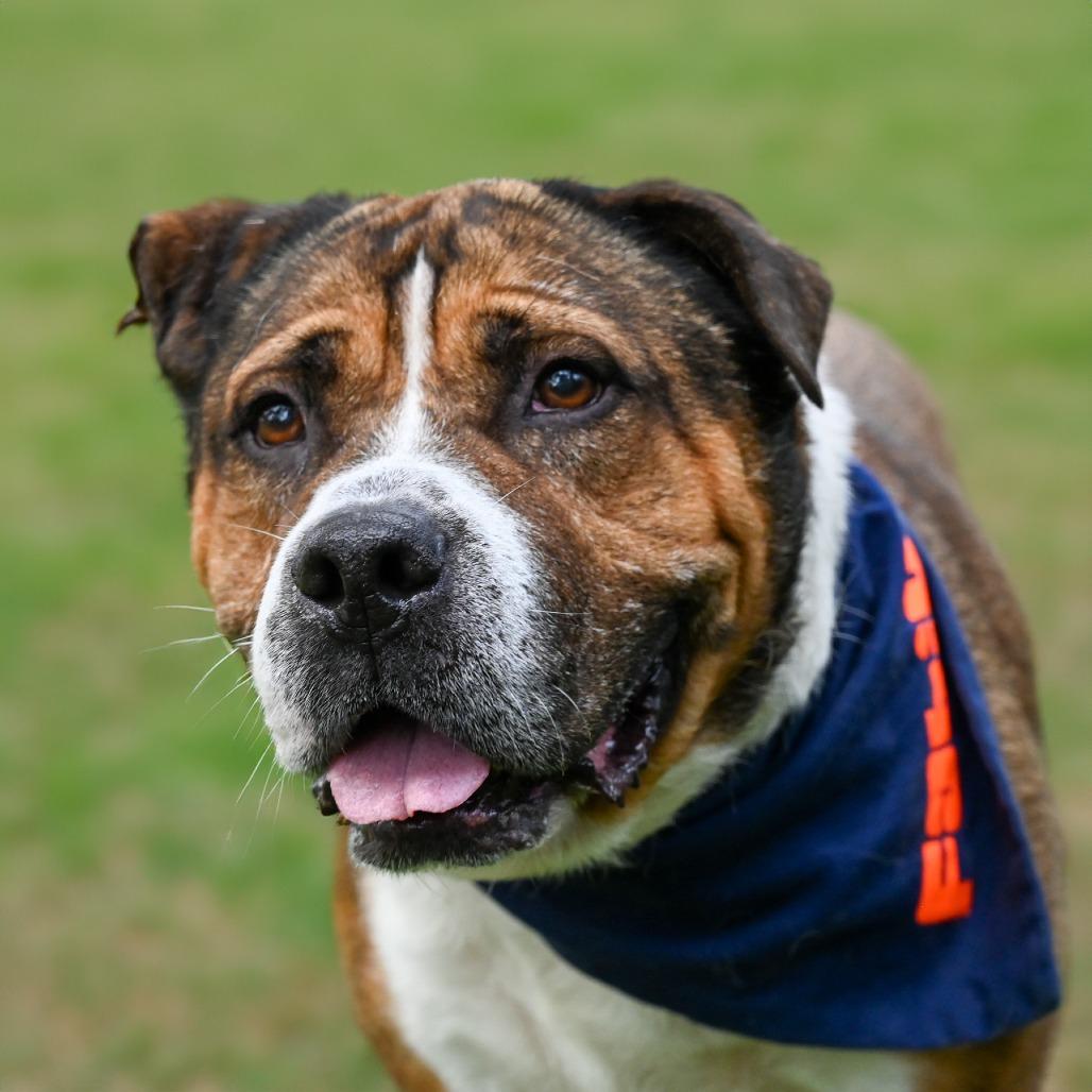 Enlarge Fabio, a Adoptable Mixed Breed in Sarasota, FL image 5/6