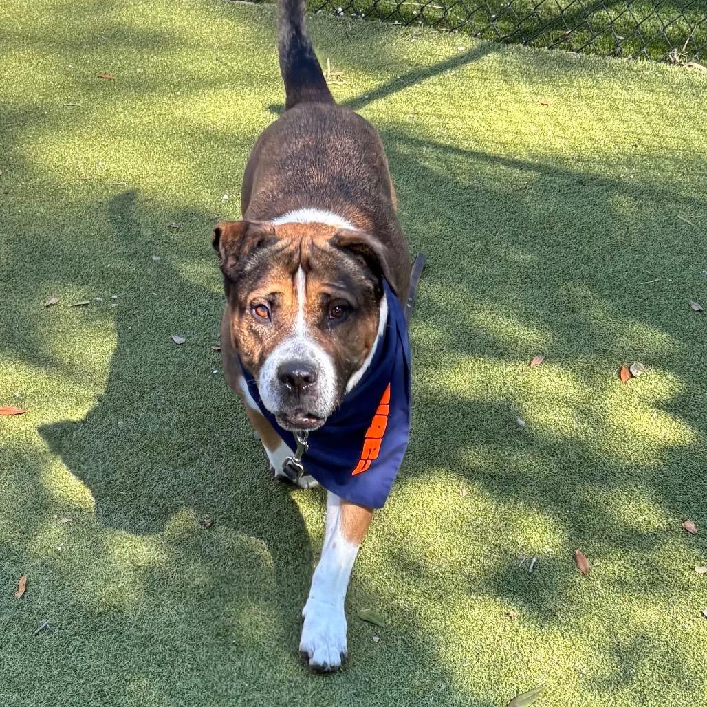 Enlarge Fabio, a Adoptable Mixed Breed in Sarasota, FL image 6/6