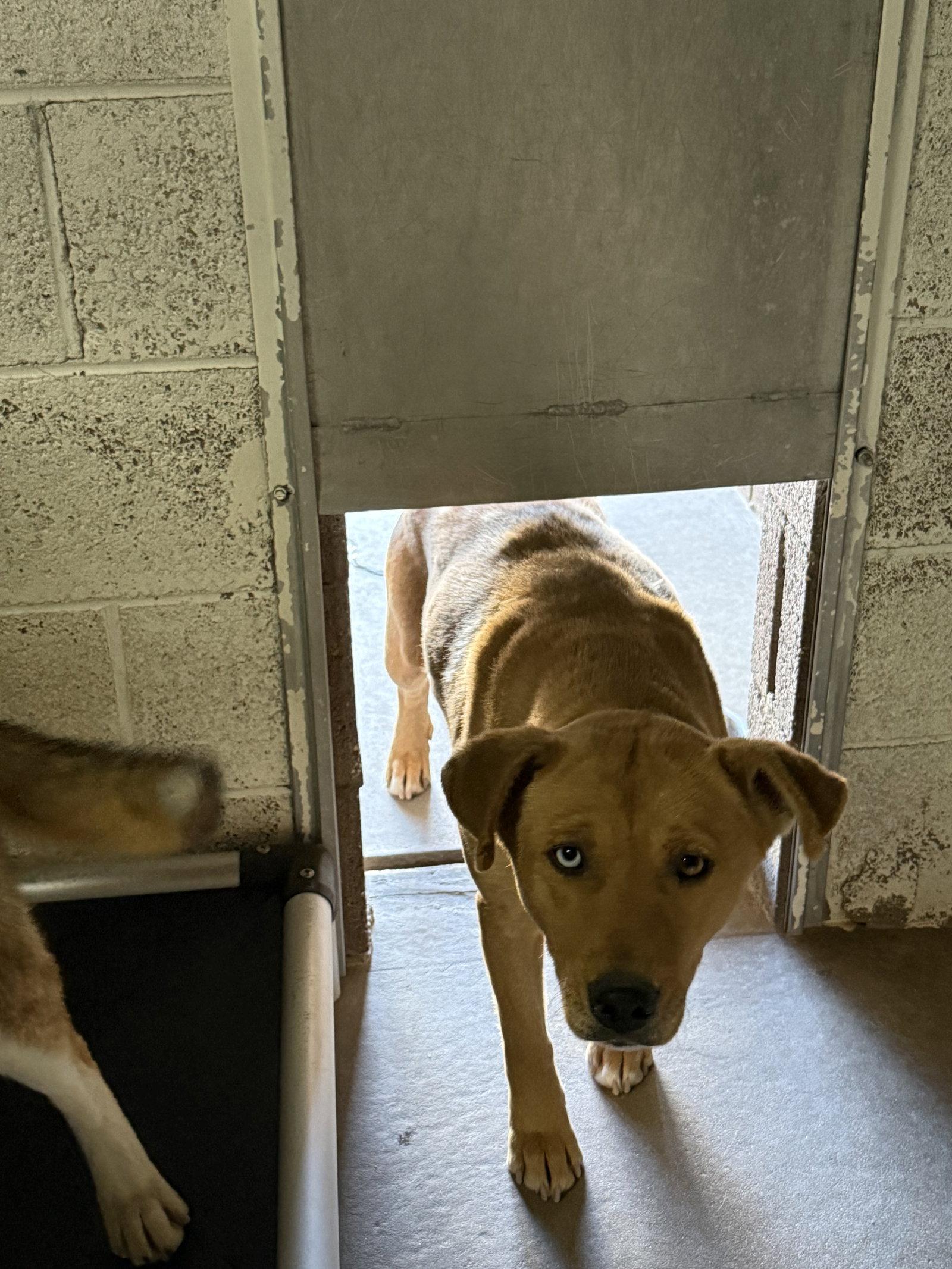Starfish, Adoptable, Adult Female Pit Bull Terrier & Husky.