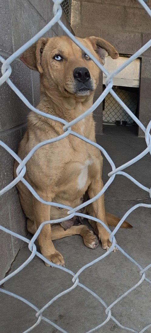 Enlarge Starfish, a Adoptable mixed breed in Las Vegas, NM image 2/3