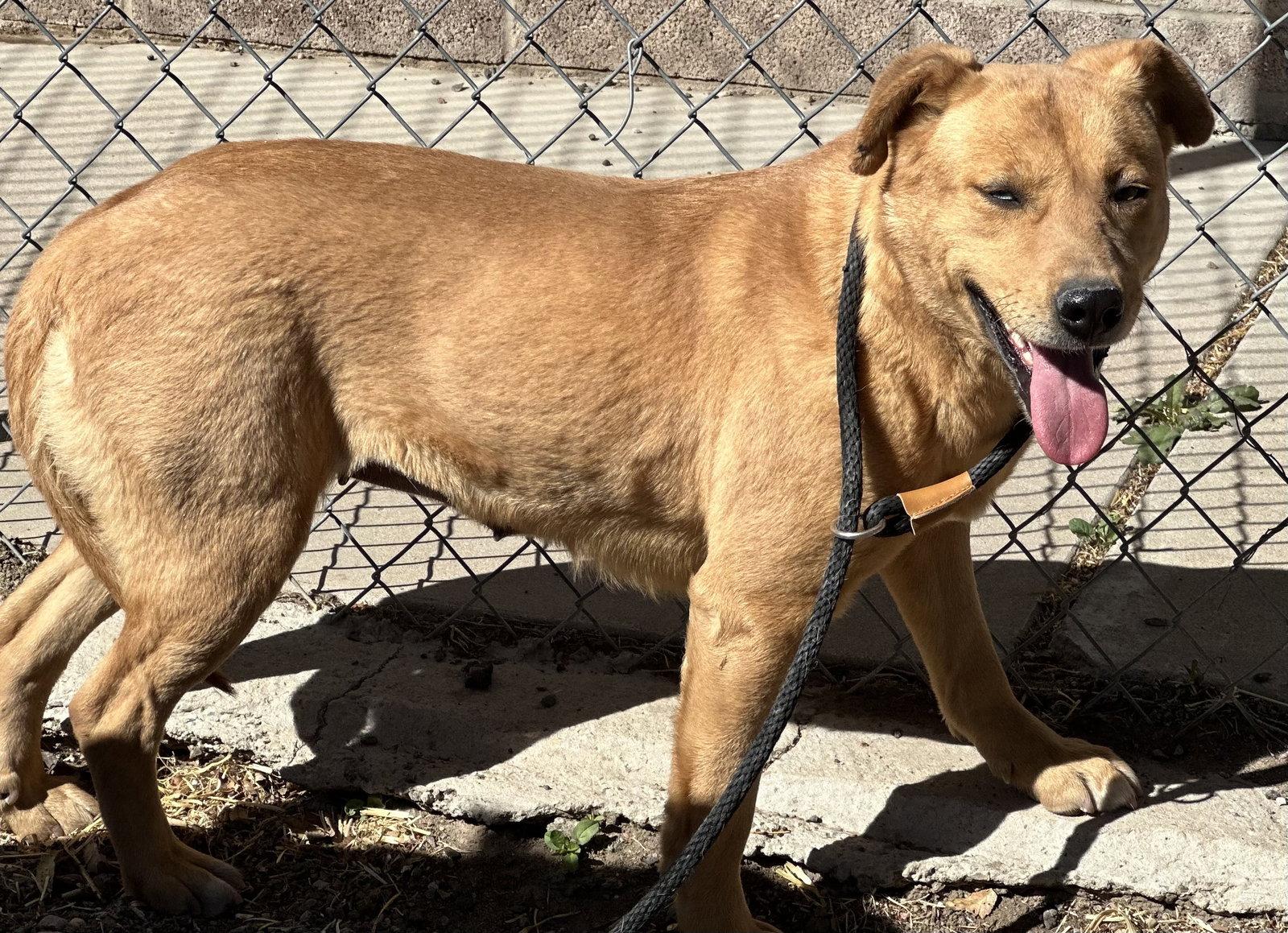 Enlarge Starfish, a Adoptable mixed breed in Las Vegas, NM image 3/3