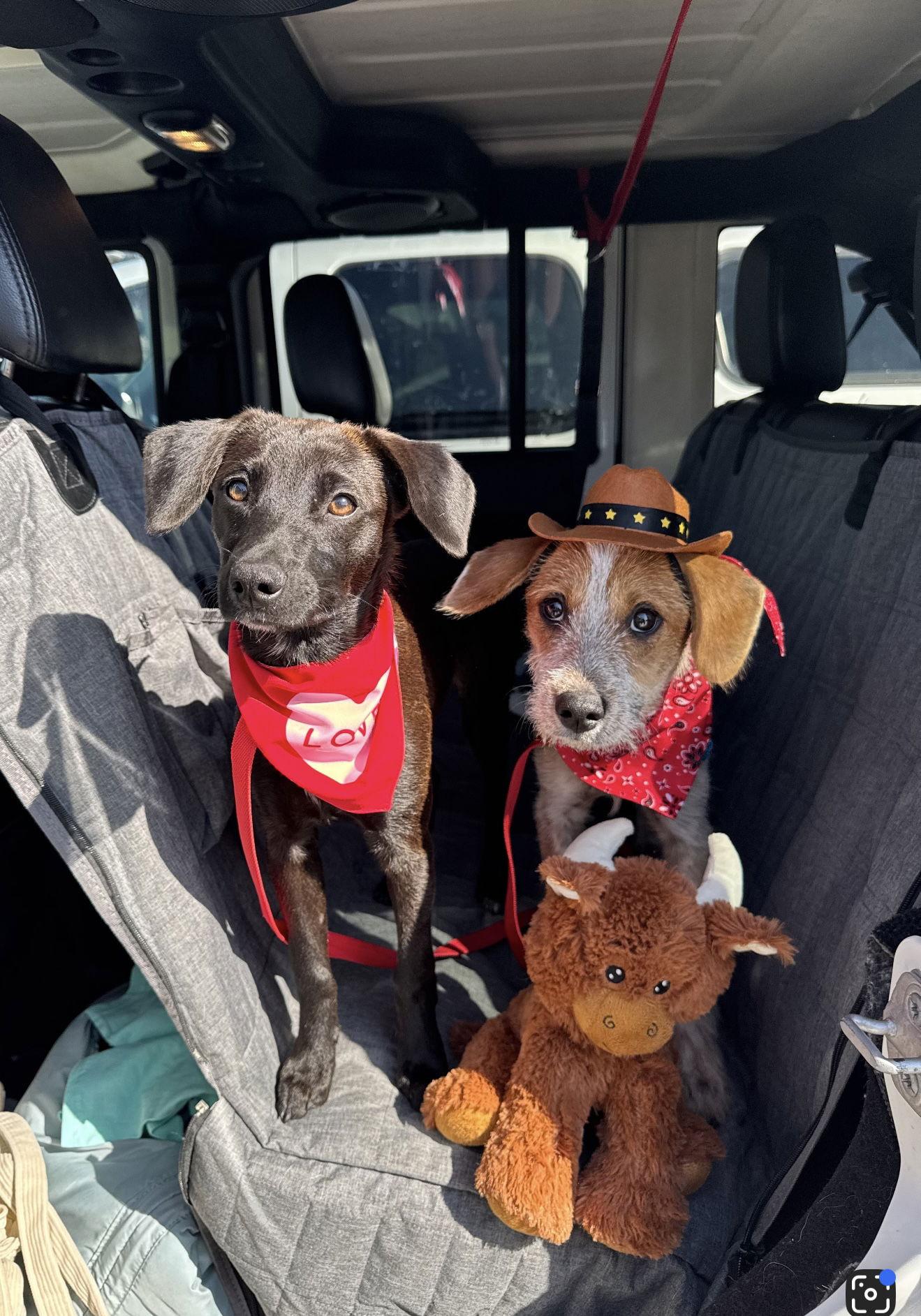 Jasper, Adopted, Young Male German Wirehaired Pointer.