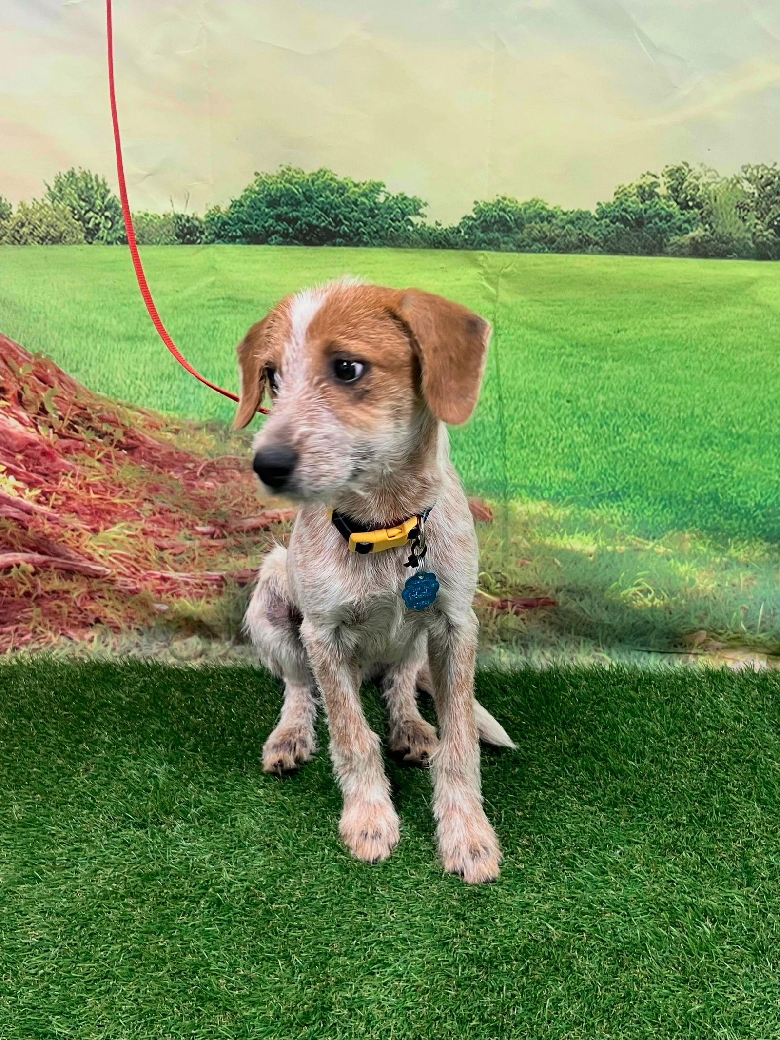 Enlarge Jasper, a Adopted German Wirehaired Pointer in Euless, TX image 2/3