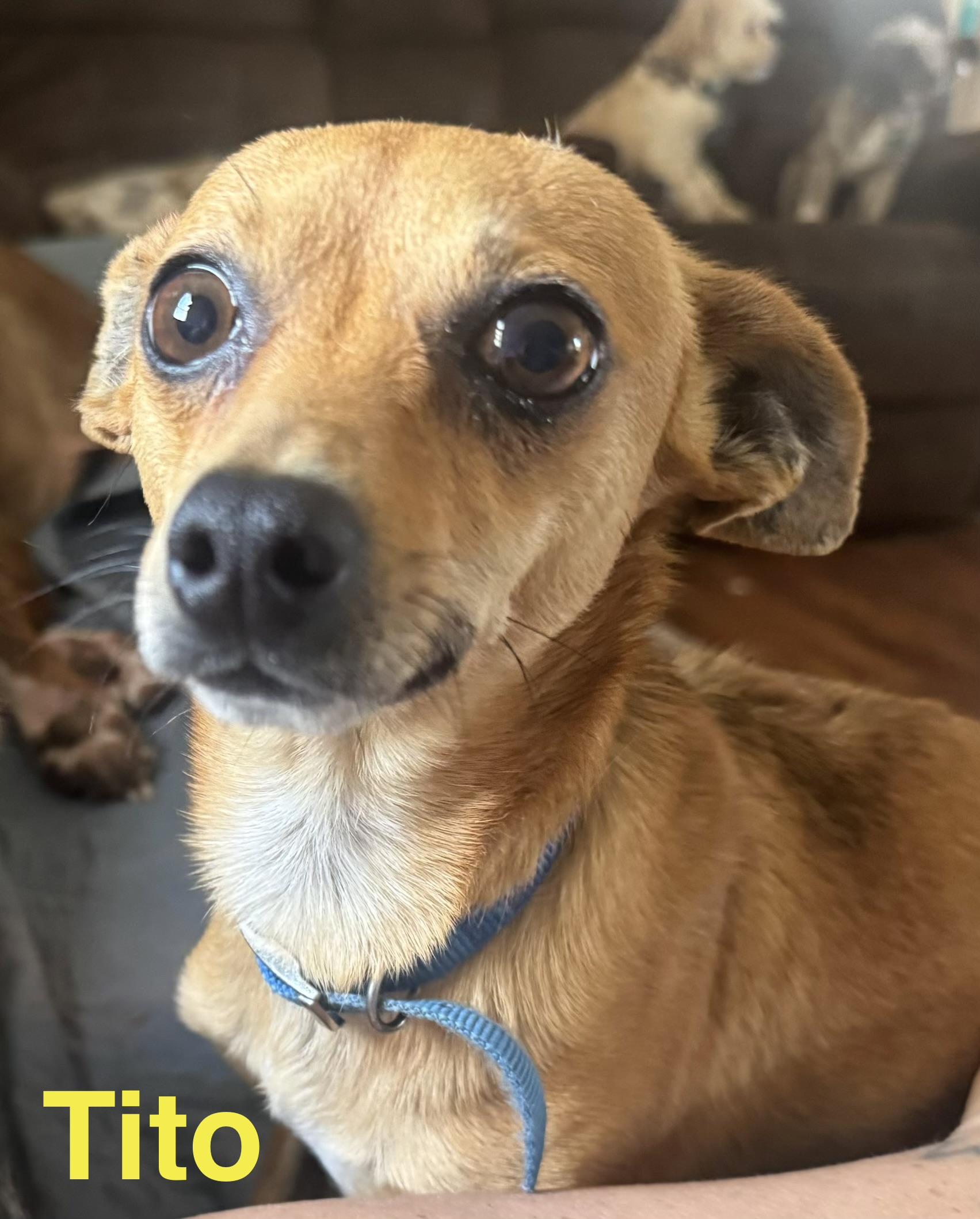 Tito, ADOPTABLE, Young Male Chihuahua.