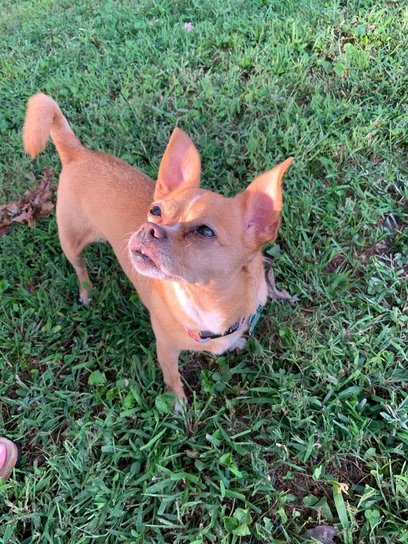 Enlarge Charli, a Adoptable Chihuahua in East Point, GA image 16/19