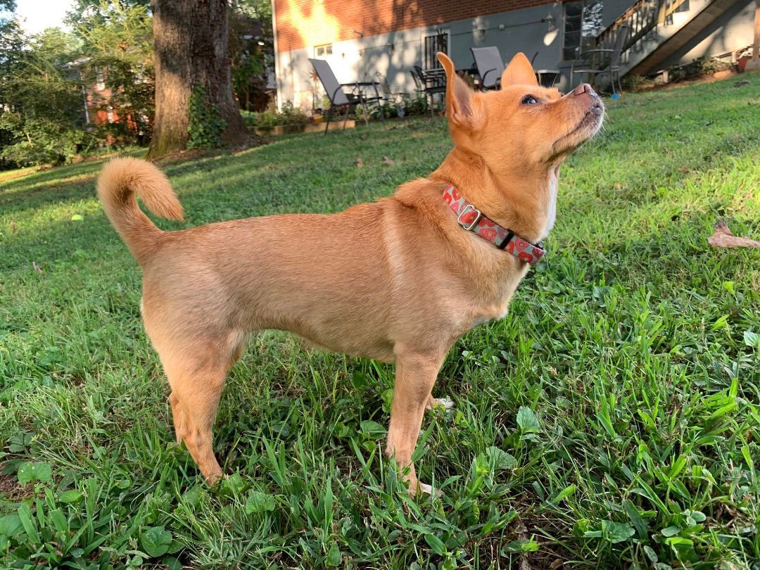 Enlarge Charli, a Adoptable Chihuahua in East Point, GA image 17/19