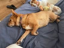 Enlarge Charli, a Adoptable Chihuahua in East Point, GA image 18/19