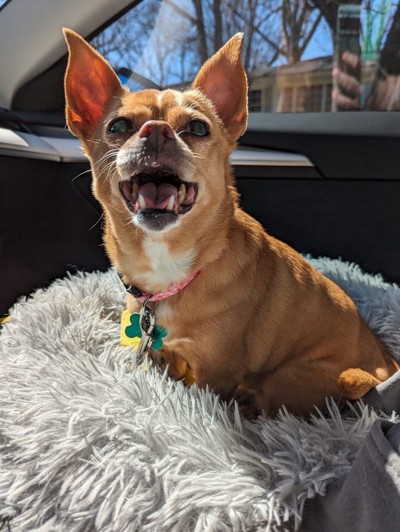 Charli, Adoptable, Adult Female Chihuahua.