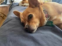 Enlarge Charli, a Adoptable Chihuahua in East Point, GA image 19/19