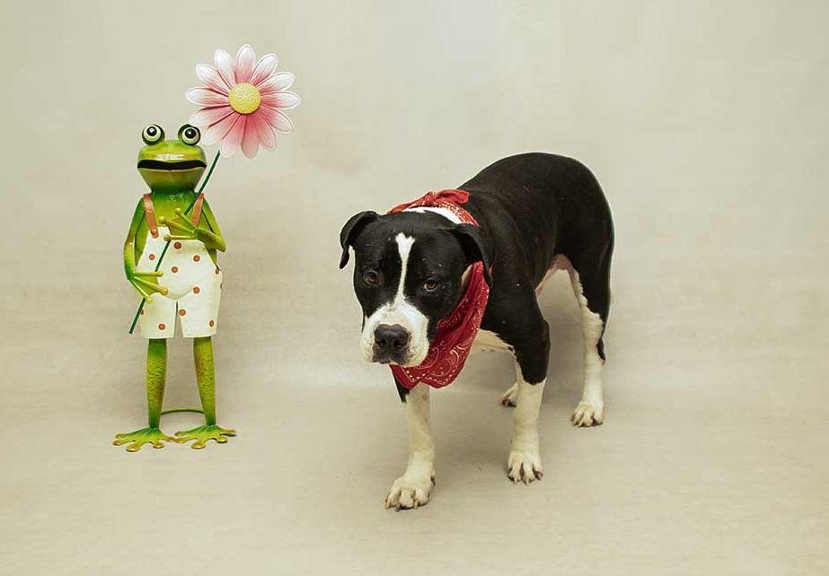Enlarge Bandit, a ADOPTABLE mixed breed in Sanford, FL image 2/2