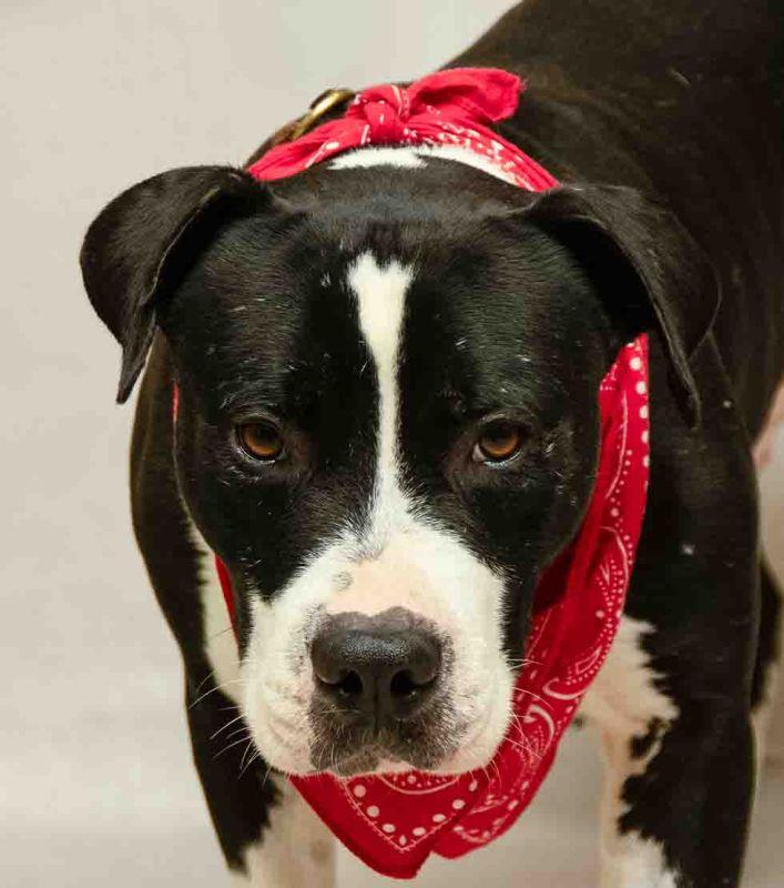 Enlarge Bandit, a ADOPTABLE mixed breed in Sanford, FL image 1/2
