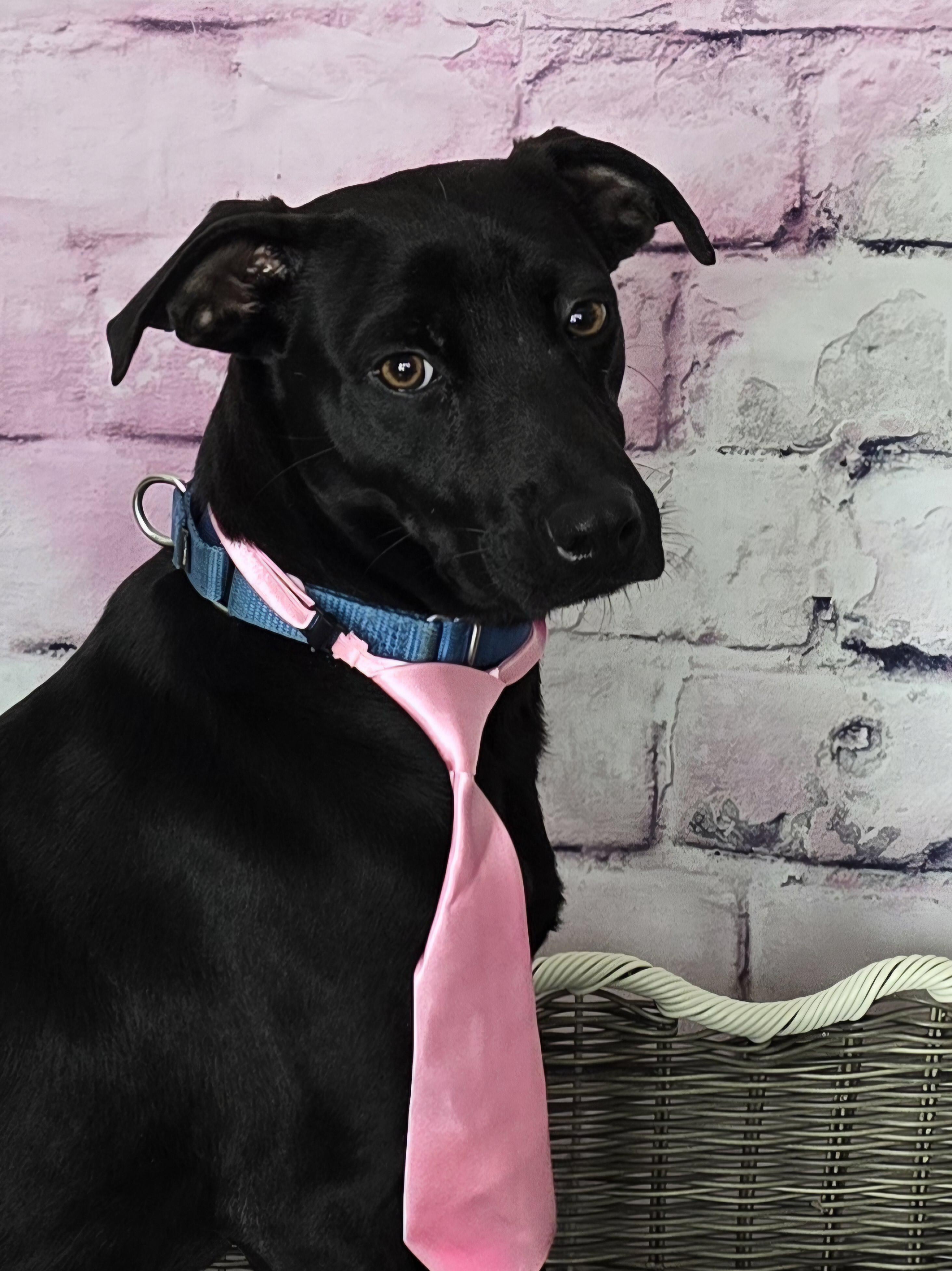 Gomez, a Adoptable Mixed Breed in Chatsworth, ON image 1/5