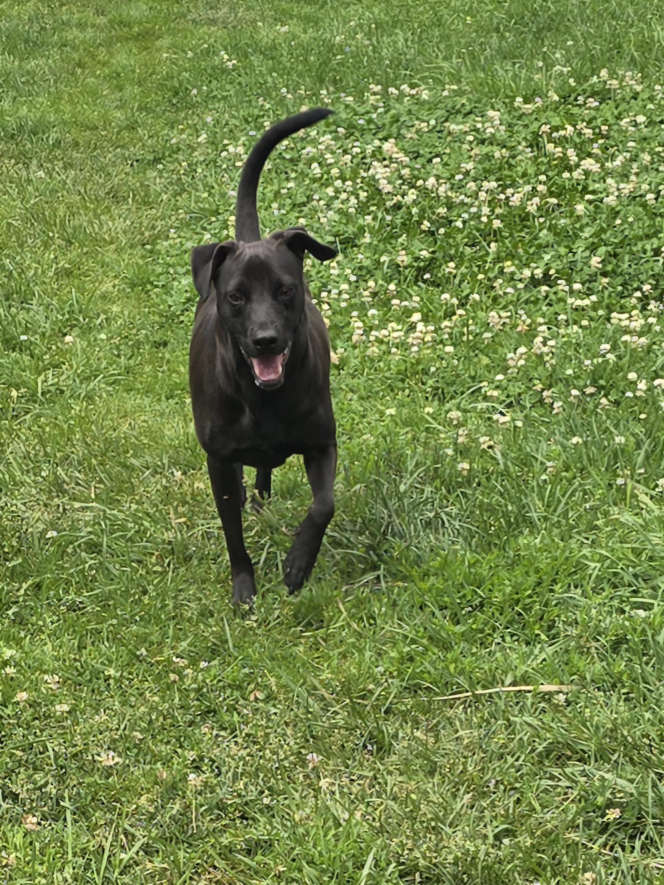 Gomez, a Adoptable Mixed Breed in Chatsworth, ON image 5/5