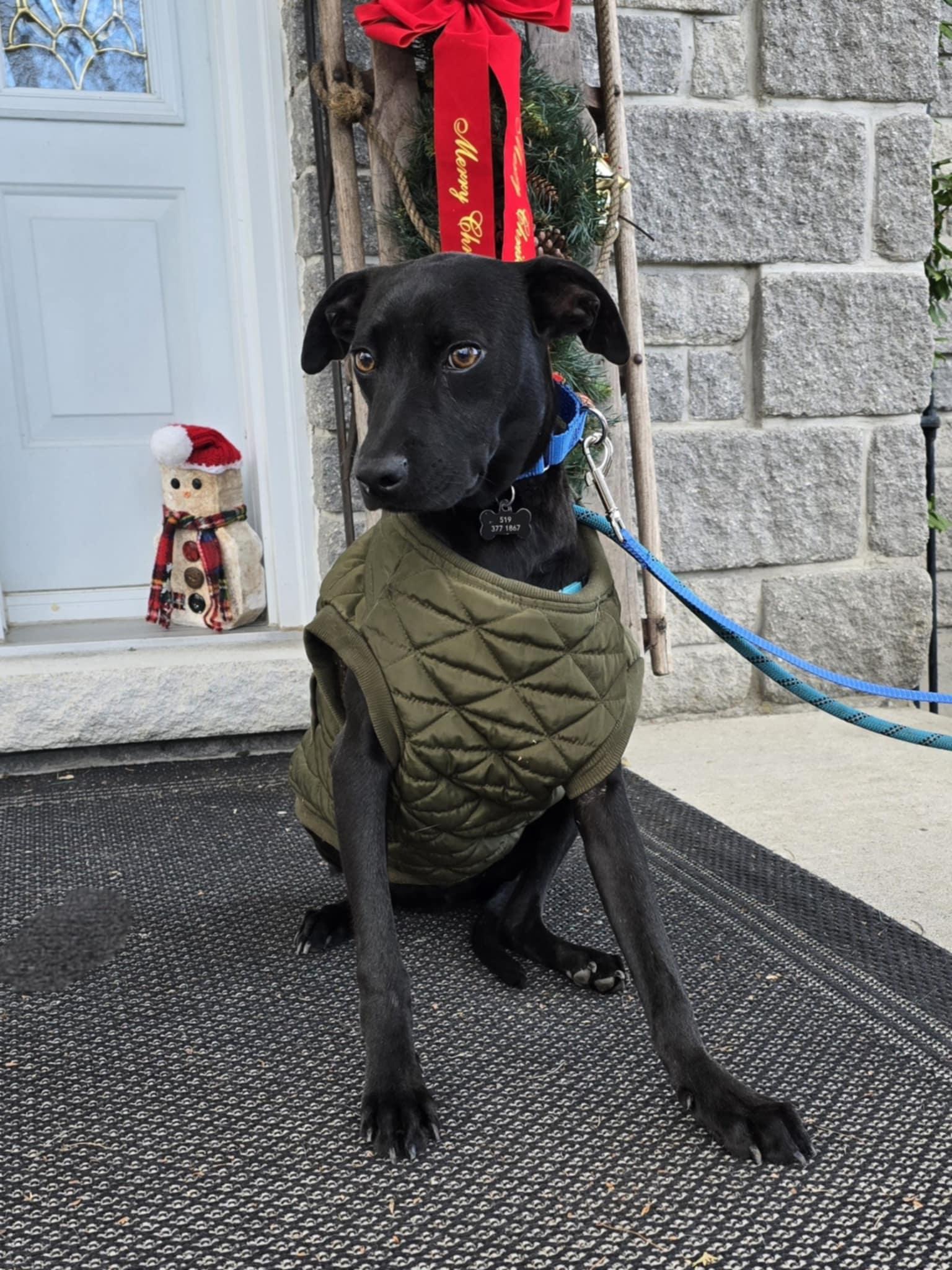 Gomez, a Adoptable Mixed Breed in Chatsworth, ON image 3/5
