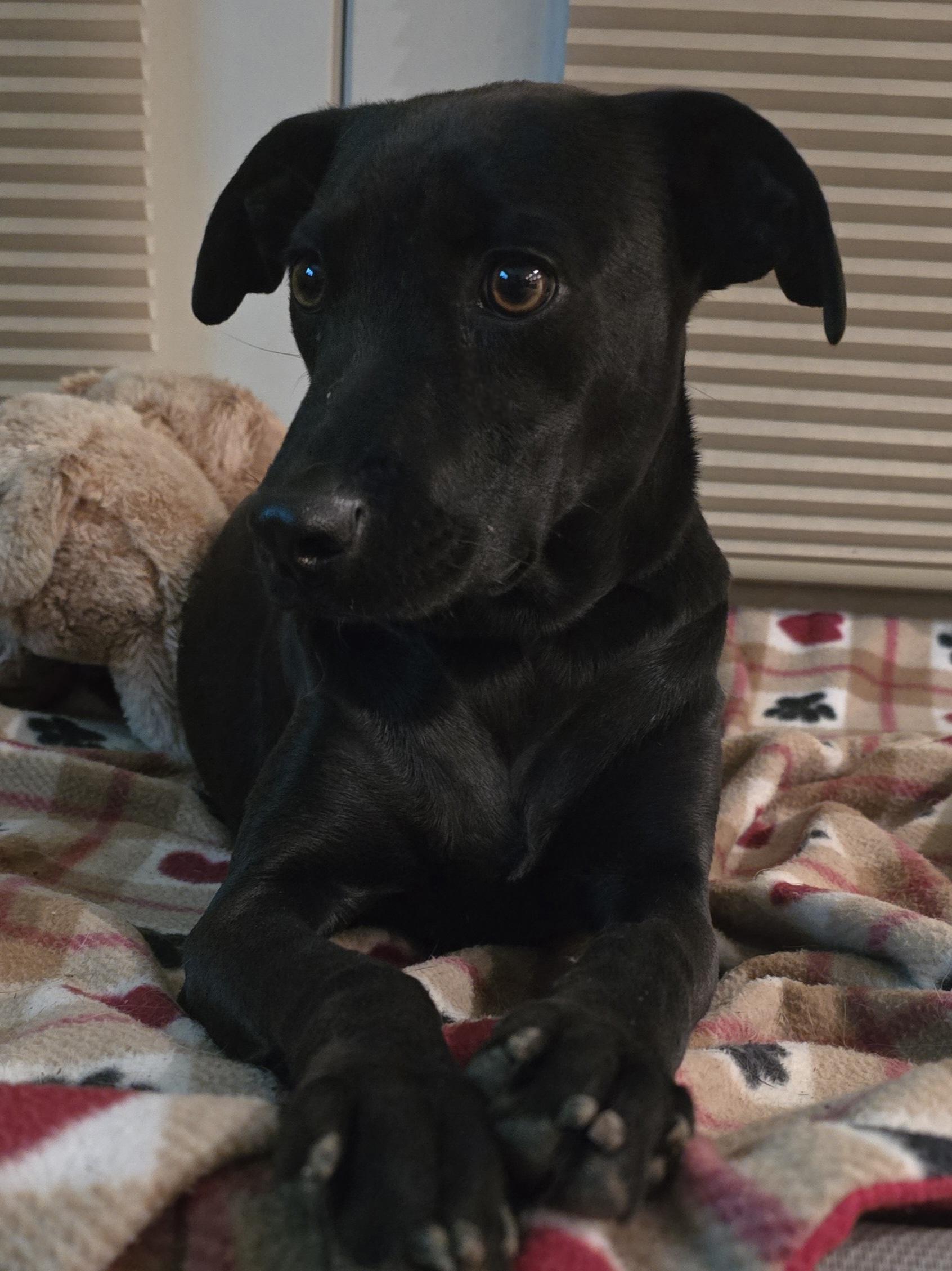 Gomez, a Adoptable Mixed Breed in Chatsworth, ON image 4/5