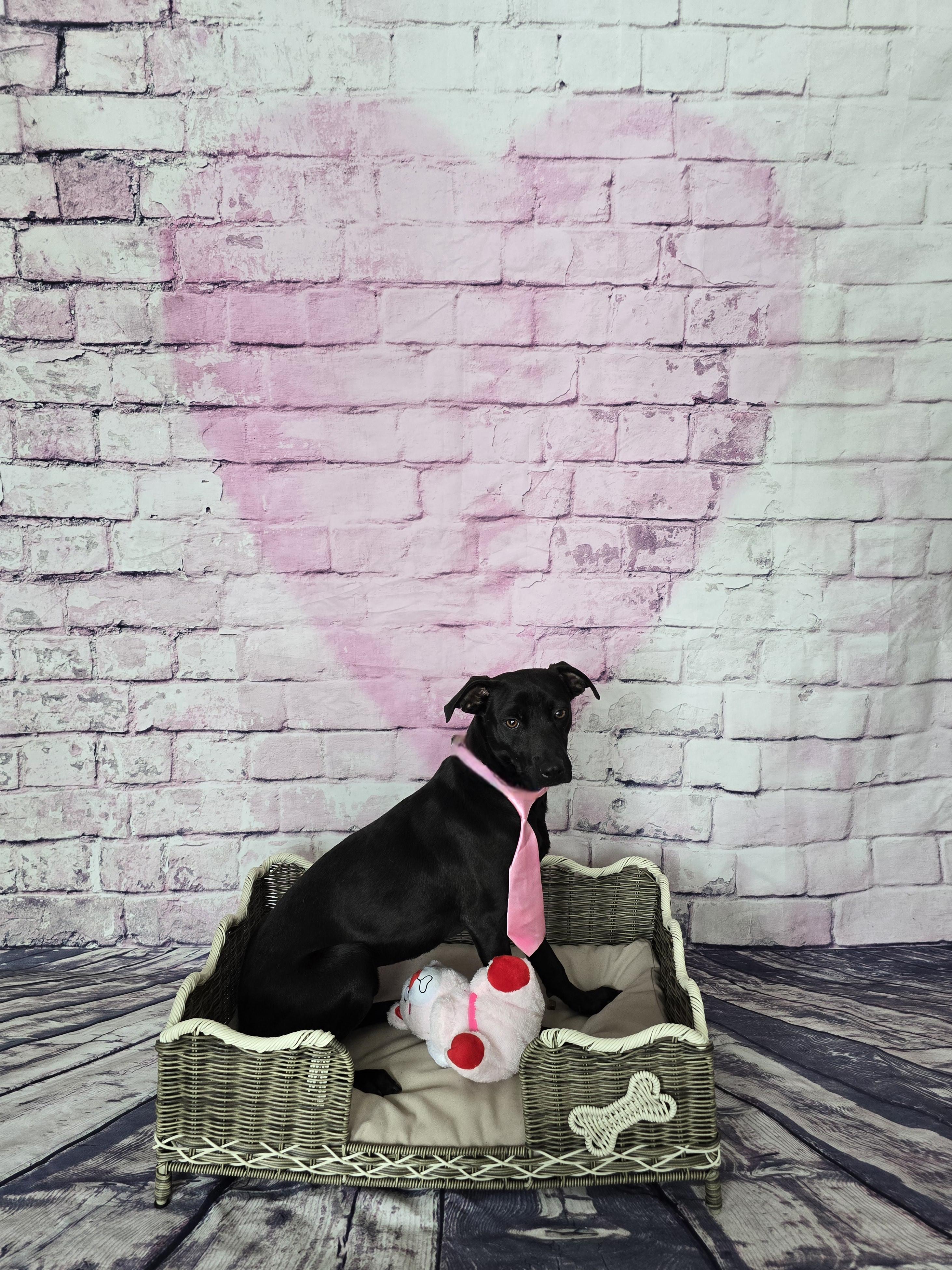 Gomez, Adoptable, Adult Male Mixed Breed.